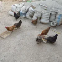 مرغ تخم گذار جوان