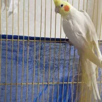 عروس هلندی