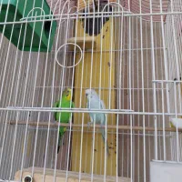 یک جفت مرغ عشق بالغ وجوجه داده