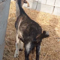 فروش سه عدد چپشت ویک عدد کهر ماده