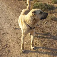 توله سگ سرابی