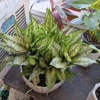 گل برفی