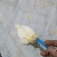 جوجه عروس