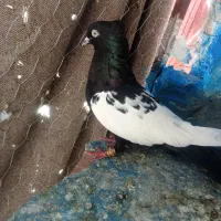 سینه