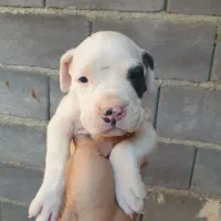 داگو