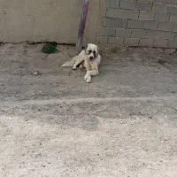 سگ‌گوسفندی‌‌دهن‌پاک‌‌نگهبان