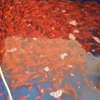 ماهی قرمز برای طعمه