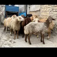 گوسفند به شرط شکم خالی و آب نمک نخورده