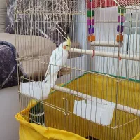 قفس