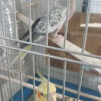 یک جفت عروس هندی . نر ماده
