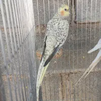 عروس هلندی مولد