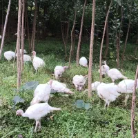 فروش بوقلمون