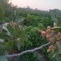 فروش یا تهاتر باغ انگور ۱۱۴۰ متر