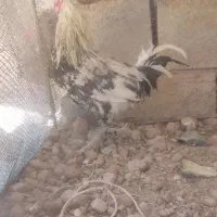 خروس گلین اصیل پا سیا