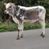 لیشه جنس گوساله ماده گاو