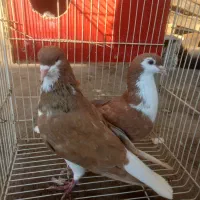 کبوتر|پرنده|زبرخان, |دیوار