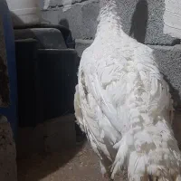 بوقلمون اورگانیک نرگوشتی