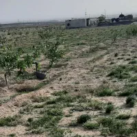 ۷۰۰۰هزارمتر زمین دارای نهال پسته پیوندی وبار دار