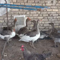 اردک غاز