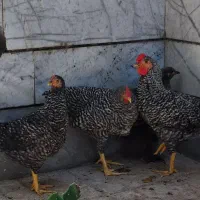 نیمچه جوان نژاد دار