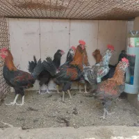 جوجه خروس