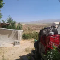 کودمرغی