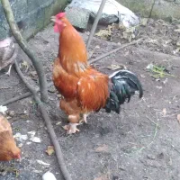 خروس برهما