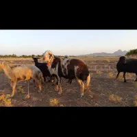 قوچ پلنگی درجه یک به شرط