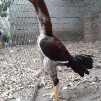 لاری خوازم