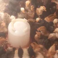 جوجه محلی|حیوانات مزرعه|رشت, آزادگان|دیوار