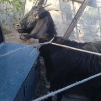 بز و کره