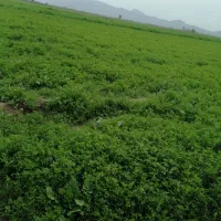 بذر یونجه