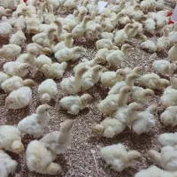 جوجه بوقلمون بیوتی ۶