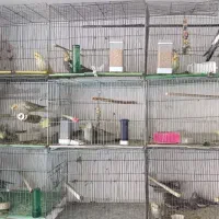 ۷ جفت عروس هلندی خش رنگ