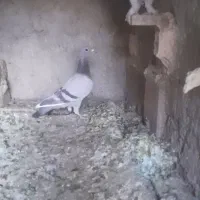 پلاکی،شکار