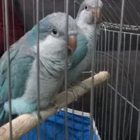 پرنده راهب