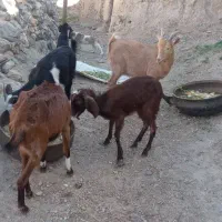 فروش چبش وبزوبزغاله