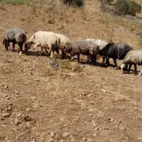 سلام ۷راس میش