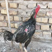 مرغ لاری اصل