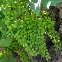 غوره عسگری