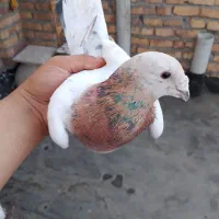 کله هما نر