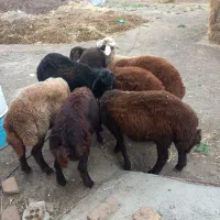 بره