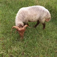چند عدد گوسفند نر و ماده