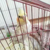 پرنده|پرنده|تربت‌حیدریه, کلاته توکلی|دیوار