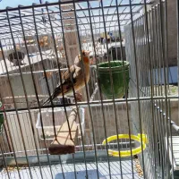 سهره قناری نر