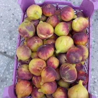 انجیر