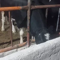 گوساله چاق مناسب محرم