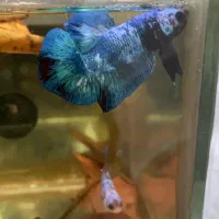 فایتر های وارداتی