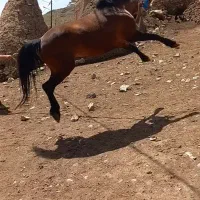 اسب نر