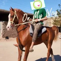 کره نریان دو سال و نیمه